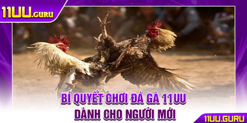 Đá Gà 11UU – Sân Chơi Chiến Kê Đẳng Cấp Hàng Đầu 2025 4 Bí quyết chơi đá gà 11UU dành cho người mới