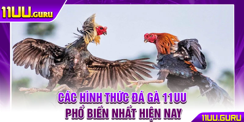 Đá Gà 11UU – Sân Chơi Chiến Kê Đẳng Cấp Hàng Đầu 2025 3 Các hình thức đá gà 11uu phổ biến nhất hiện nay