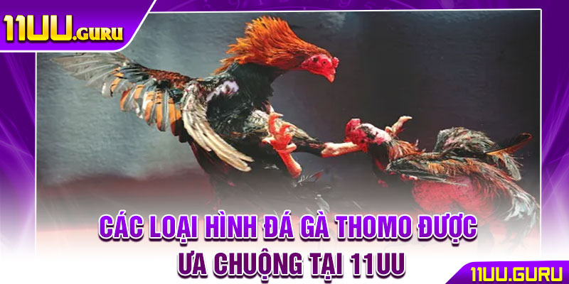 Đá Gà Thomo - Nơi Hội Tụ Những Trận Chiến Kê Đẳng Cấp Nhất 3 Các loại hình đá gà Thomo được ưa chuộng tại 11UU