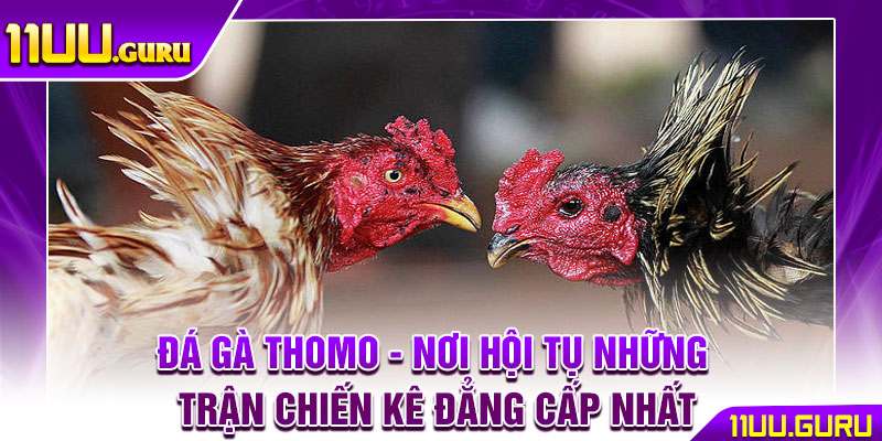 Đá Gà Thomo - Nơi Hội Tụ Những Trận Chiến Kê Đẳng Cấp Nhất 1 Đá Gà Thomo - Nơi Hội Tụ Những Trận Chiến Kê Đẳng Cấp Nhất