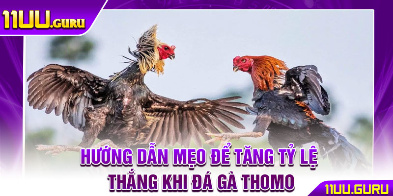 Đá Gà Thomo - Nơi Hội Tụ Những Trận Chiến Kê Đẳng Cấp Nhất 4 Hướng dẫn mẹo để tăng tỷ lệ thắng khi đá gà Thomo