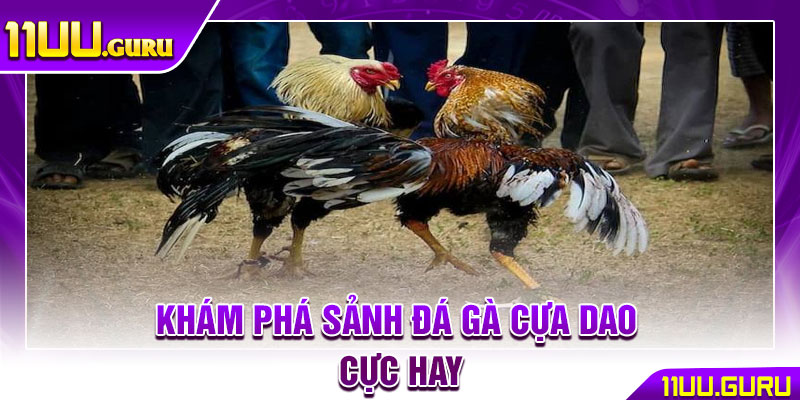 Đá Gà Cựa Dao - Hướng Dẫn Chơi Chuẩn Xác Cho Người Mới 2 Khám phá sảnh đá gà cựa dao cực hay