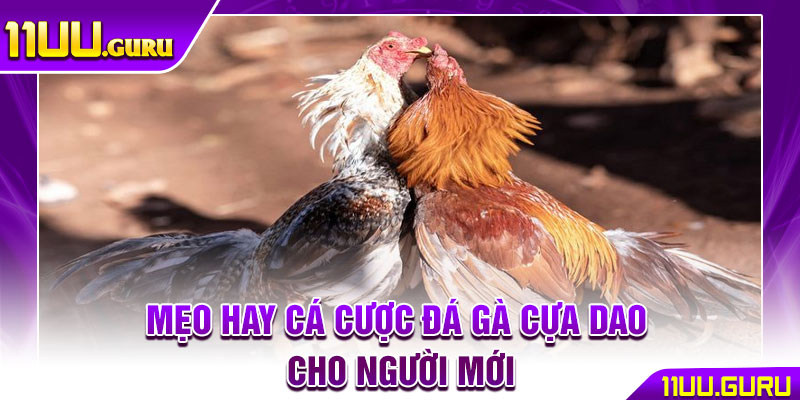 Đá Gà Cựa Dao - Hướng Dẫn Chơi Chuẩn Xác Cho Người Mới 4 Mẹo hay cá cược đá gà cựa dao cho người mới