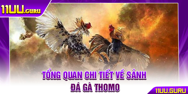 Đá Gà Thomo - Nơi Hội Tụ Những Trận Chiến Kê Đẳng Cấp Nhất 2 Tổng quan chi tiết về sảnh đá gà Thomo