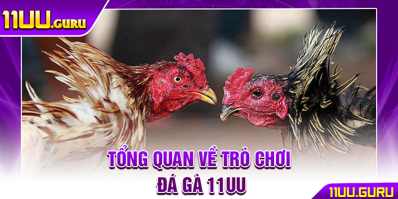 Đá Gà 11UU – Sân Chơi Chiến Kê Đẳng Cấp Hàng Đầu 2025 2 Tổng quan về trò chơi đá gà 11UU